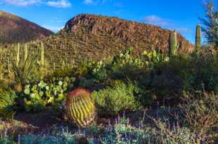 Saguaro National Park-6433.jpg